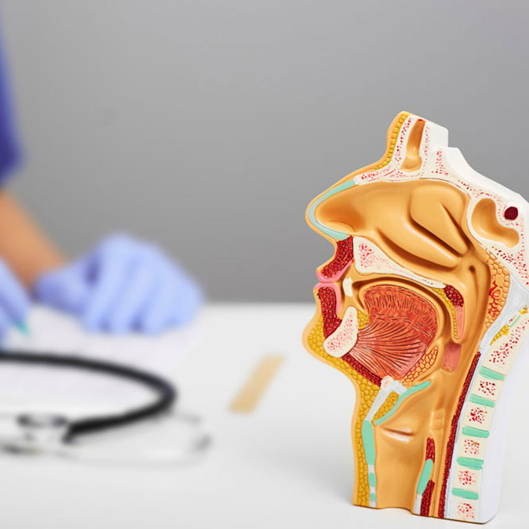Das Bild zeigt ein anatomisches Kopfmodel und man sieht es von der Seite, sodass man es von innen sieht. Es geht um allgemeine HNO Heilkunde.